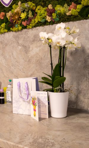 White orchid plant in a white pot on a desk with greeting cards and craft supplies, against a concrete wall and colorful moss wall art above.